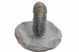 Flying Crotalocephalina Trilobite - Exposed Hypostome #359159-2